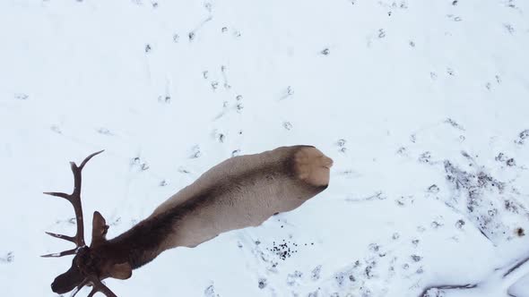 elk bull overhead walking in the snow alt