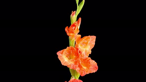 Time Lapse of Opening Red Gladiolus Flower alt