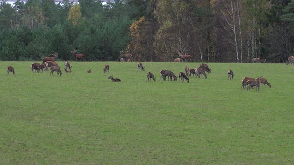 Herd of Wild Deer Graze in a Meadow Near Forest in the Summer View From Afar
