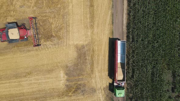 Top View Drone Flight Over a Wheat Field with a Combine Harvesting Wheat and a Truck alt