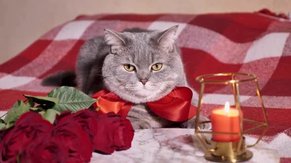 Cat celebrates Valentine's Day in bed with roses alt