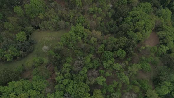 Coniferous Forest in Highland alt
