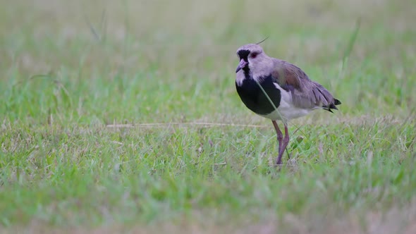 High alert, shield up southern lapwing, vanellus chilensis standing on the open field, startled by t alt