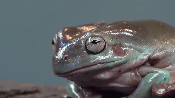 Australian Green Tree Frog Sitting on Wooden Snag in Black Background. Close Up alt
