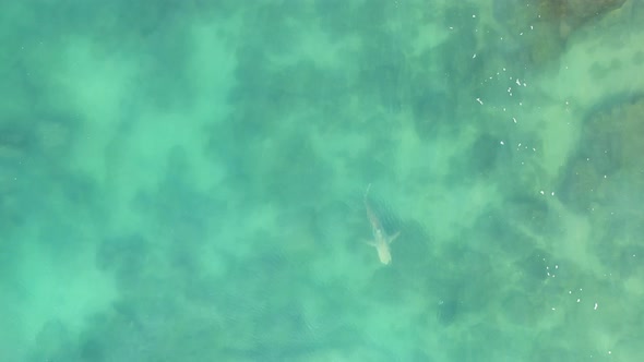A shark swimming in the Mediterranean Sea near Hadera Park,Orot Rabin power plant in north Israel fr alt