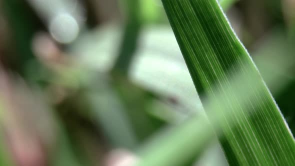 Macro Film of a Dew Drop on Blade of Grass