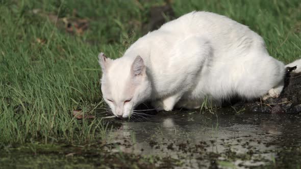 White Cat Drinking Water on the River in Slowmo