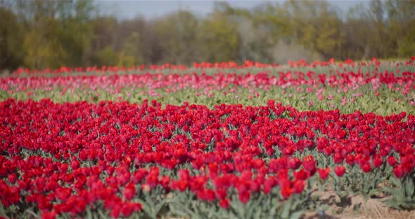 Blooming Red Tulips on Flowers Plantation Farm alt