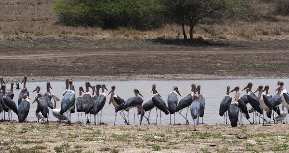 Marabou Stork, leptoptilos crumeniferus, Group near Water, Nairobi Park in Kenya, Real Time 4K alt
