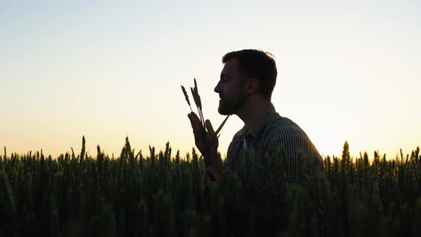 Farmer Checking the Quality of the Wheat Spikelets on a Sunset in the Middle of the Golden Ripen alt