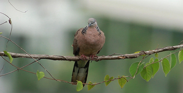 Spotted Dove 2