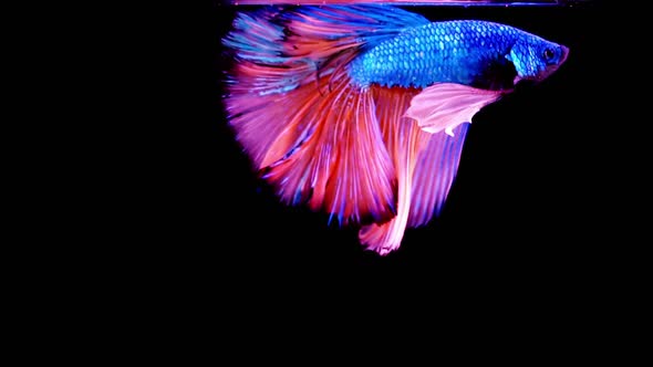 Siamese Fighting Fish Betta Splendens 31 alt