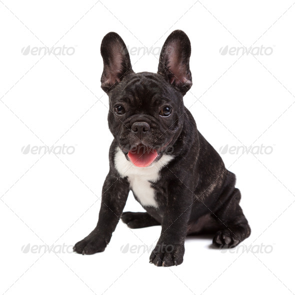 French Bulldog - Stock Photo - Images