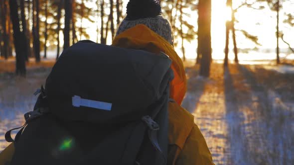 Rear View of a Woman Travels Through an Winter Pine Forest with a Backpack alt