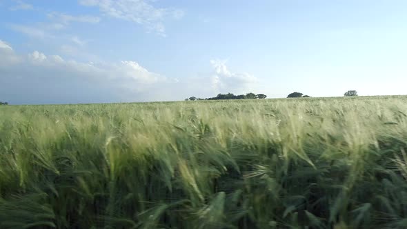 Farm Field of Young Green Barley in the Summer  alt