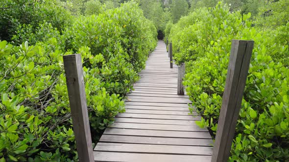 panning shot of Wooden bridge at Mangroves in Tung Prong Thong or Golden Mangrove Field