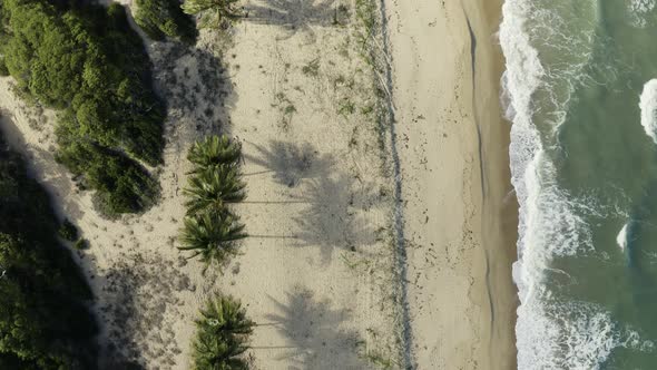  Aerial, Palms On Wangetti Sand Beach In Cairns In Queensland, Australia, Top Down View