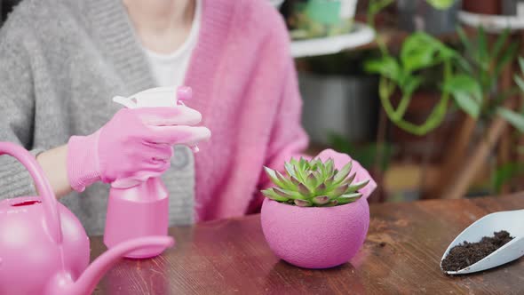 Woman Spraying Succulents in Pink Pot