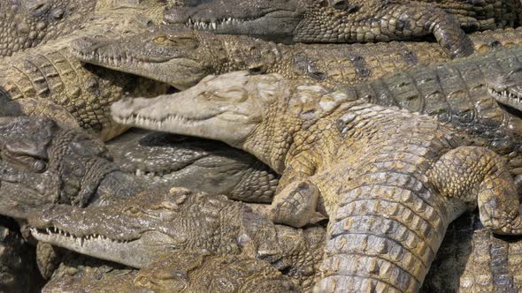 Many Hungry Crocodiles Competing for Food alt