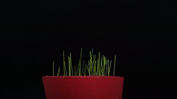 Small Plant Pot, Green Grass, Growing Plants, Germination, Spring Time Lapse, Isolated on Black