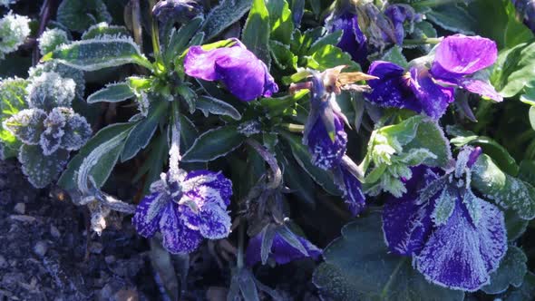 Flowers coming alive after a cold night