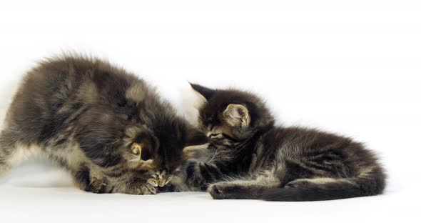 Brown Blotched Tabby Maine Coon Domestic Cat, Kittens Normandy in France, Slow motion 4K alt