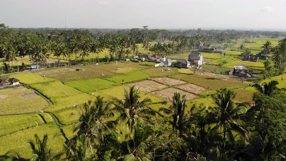 Aerial Rice Fields in Bali, Indonesia