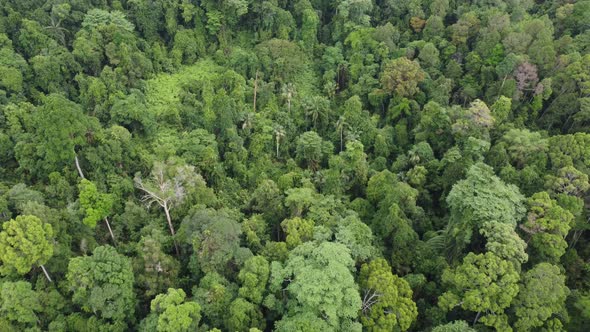 Aerial Drone View Of Green Beautiful Rainforest alt