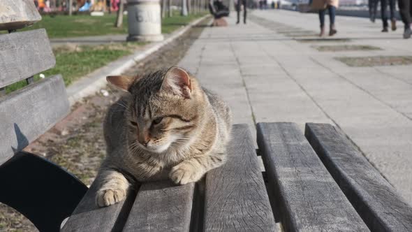 Cat Sleeping and Yawning On The Bench alt