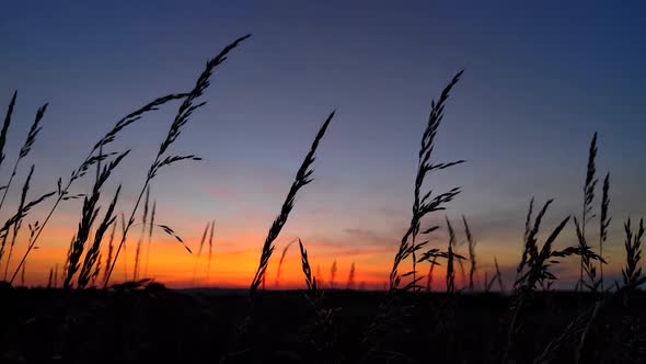 Grass At Sunset