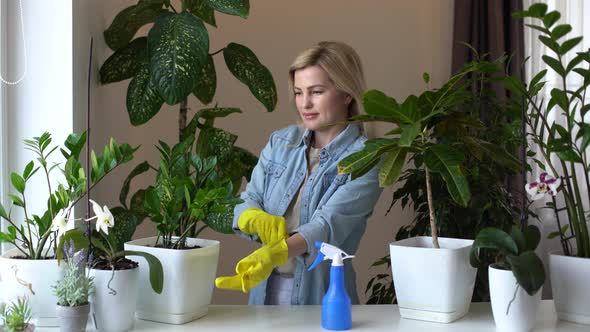 Woman Gardeners Watering Plant in Ceramic Pots on Table