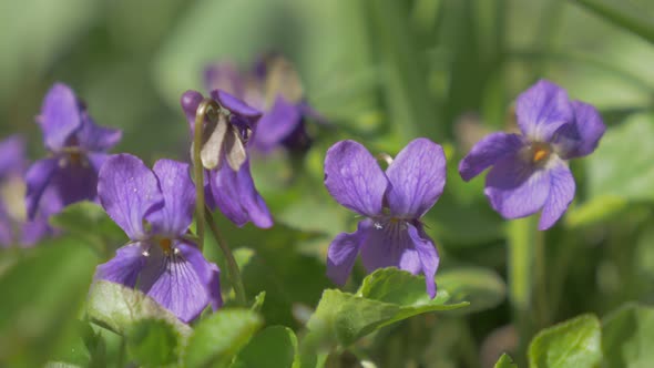 Common European violet flower buds also known as Viola Odorata in the garden 4K 2160p UHD footage -  alt