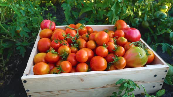 Harvested Ripe Tomatoes in a Box on the Bed alt