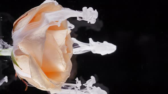 Living Flower of Cream Rose in Streams of Watersoluble Paint alt