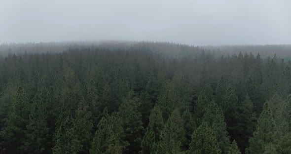 4K drone aerial shot tracking along Forrest tree tops on a thick foggy day alt