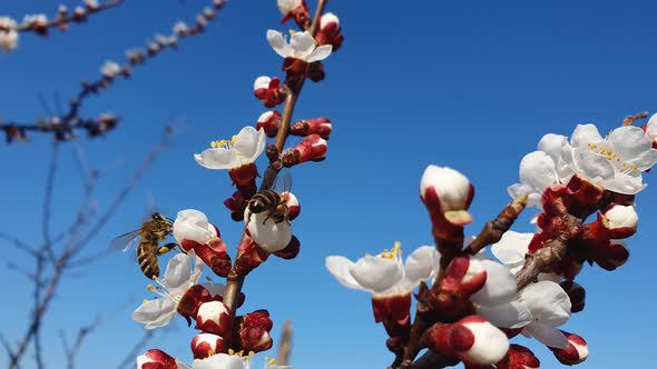 Close up of two diligent bees collecting pollen from blooming apricot trees