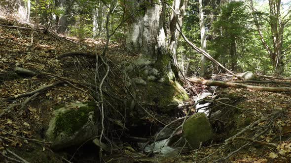 Small Weir on Mountain River alt