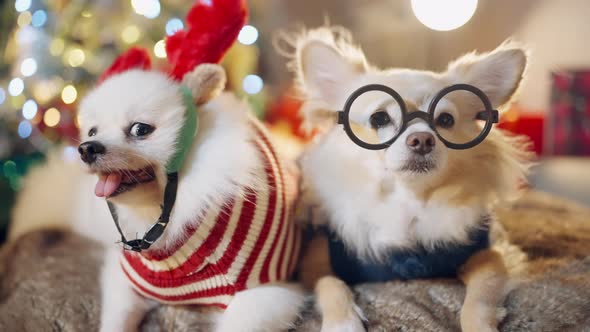 cute chihuahua dog and white pomeranian wear stylish fasioned glasses smile and joyful