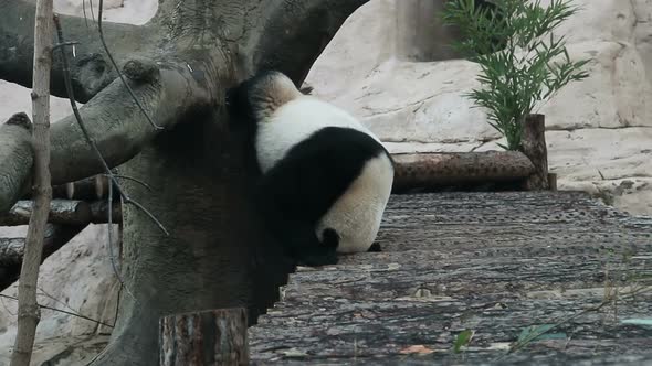 Giant Panda Rubs Its Back and Tail Against a Tree