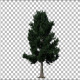 Pine 1 - VideoHive Item for Sale