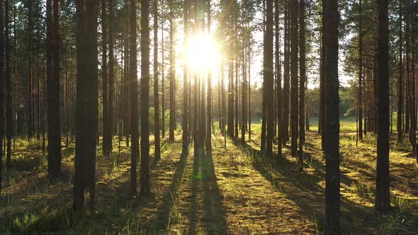 Drone flight at the Pine Forest in the rays at sunset