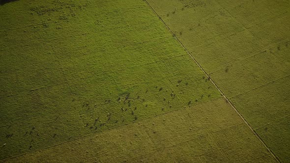 Cinematic aerial view of a field full of cows. alt
