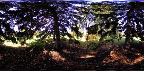 UHD 360 VR Virtual Reality of a City Park Recreation Area. Trees and Green Grass at Autumn or Summer alt