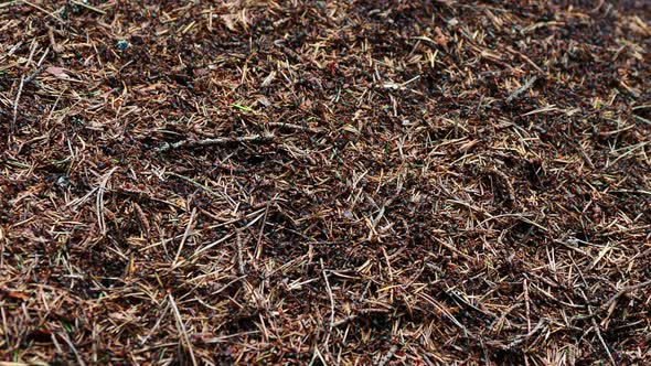 Close Up Footage of Ants on Anthill. Lots of Swarming Insects. alt