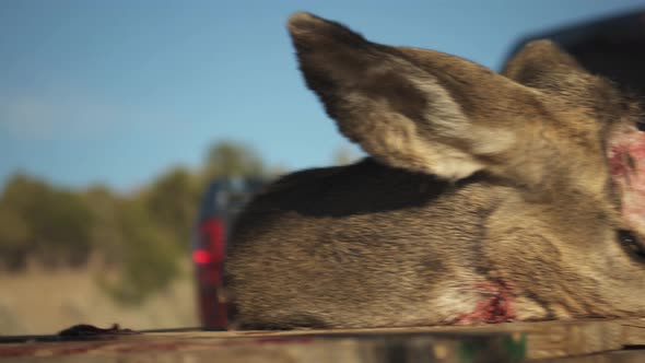 Hunter removes antlers from legal deer kill and removes the brain alt