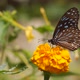 Butterfly and yellow flowers  Garden HD video footage - VideoHive Item for Sale