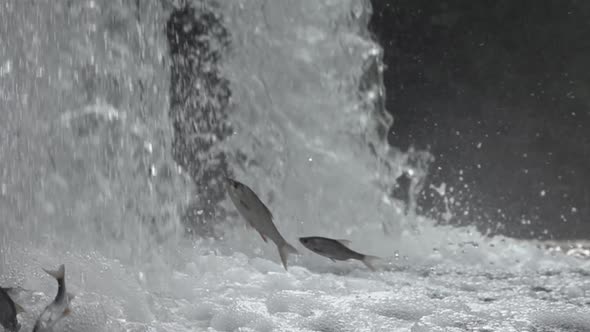 Waterfall & Fish