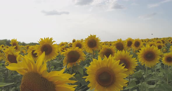 Aerial view of sunflowers blowing in the wind alt