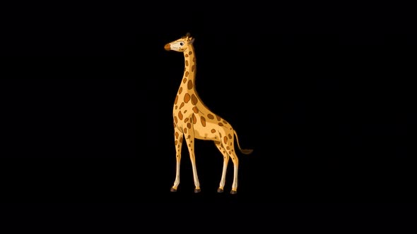 Big giraffe runs and stops alpha matte long shot 4K