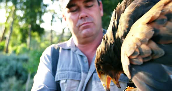 Man feeding falcon eagle on his hand alt